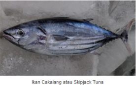 Ikan Cakalang (Skipjack Tuna)