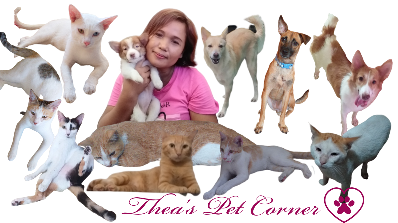 Thea's Pet Corner