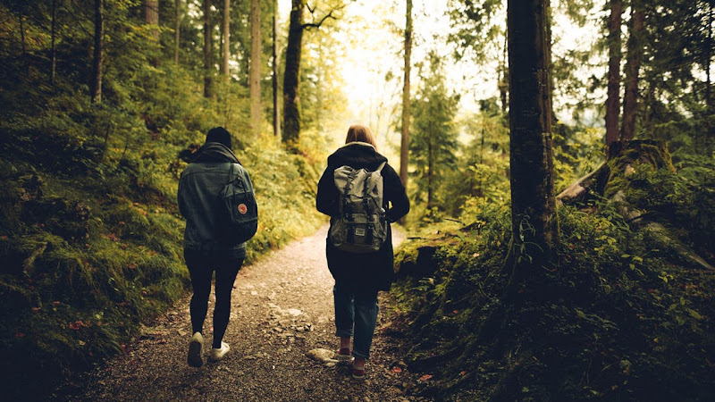 Forest friends friendship grass