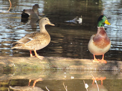 Colusa National Wildlife Refuge