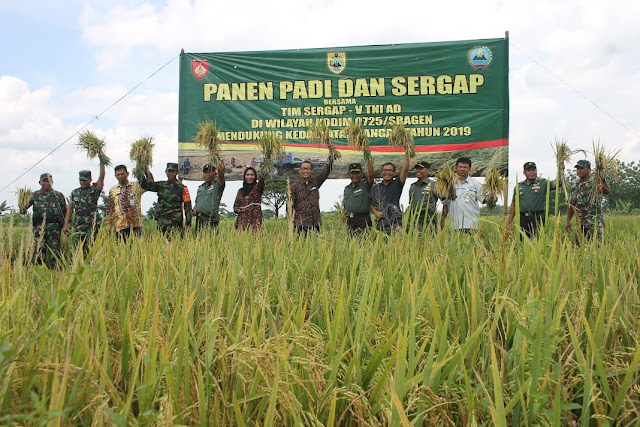 Tim Sergab Mabes TNI Panen Padi Mikongga 8 Ton Di Desa Kedungwaduk