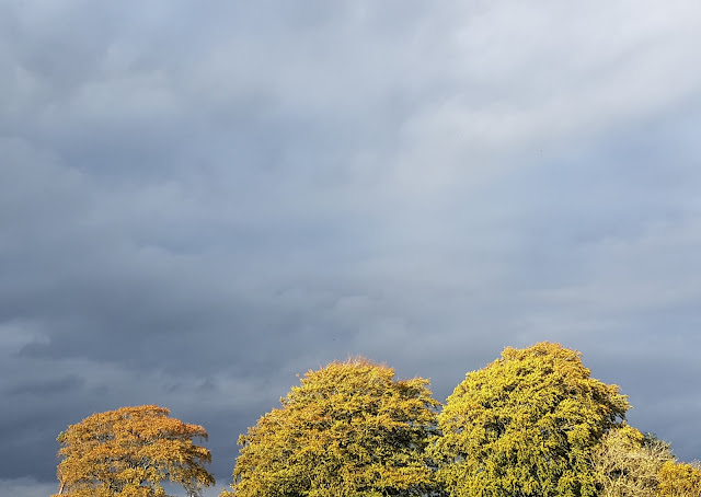 Sun on the trees and dark clouds around the nursery Sun on the trees and dark clouds around the nursery