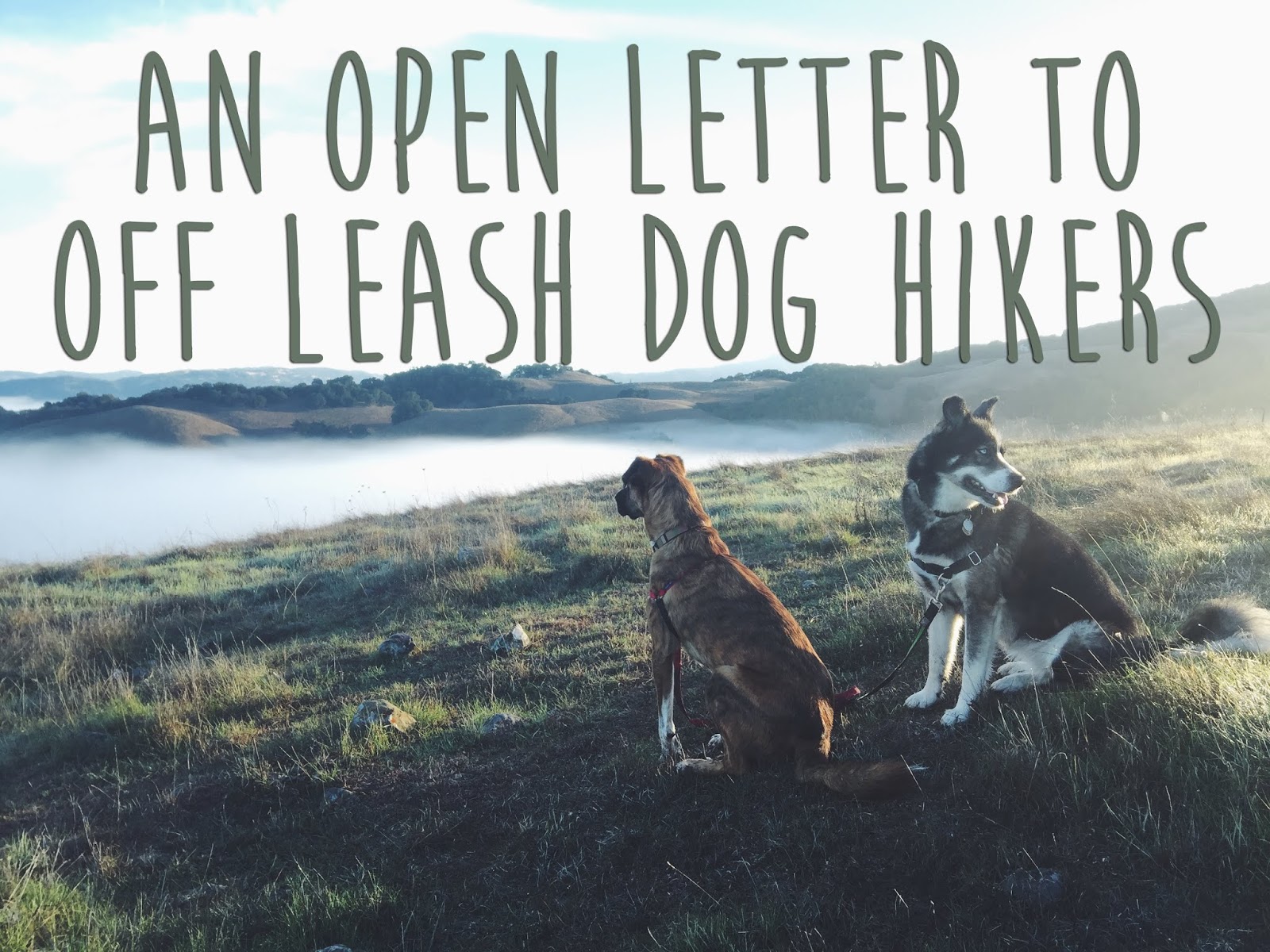 An Open Letter to Off Leash Dog Hikers Path & Paw