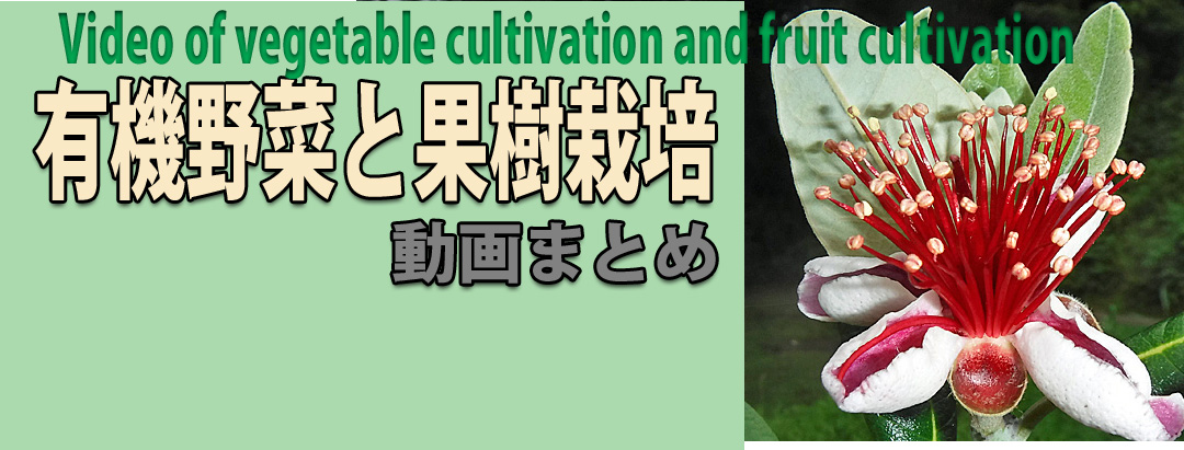 野菜と果樹栽培動画 Video of vegetable cultivation and fruit cultivation