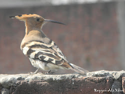 birds indian better please