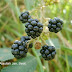 Blackberries in Swat - Morus Nigra - Rubus