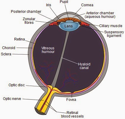 Anatomi Mata Bagian-bagian mata manusia dan Fungsinya Yang Lengkap