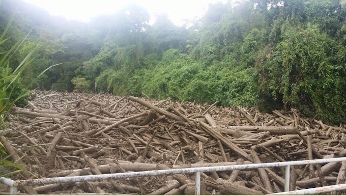 Ketiadaan Air di Ranau Kini terjawab dengan Timbunan Kayu di Empangan Sungai Kibarambang 