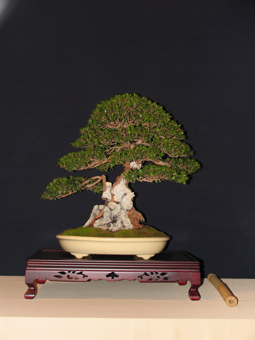 Leaf Brothers Bonsai weekend in Italy, 1 2 October Bonsai