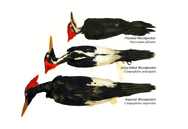 Bobby Harrison Bird Photography