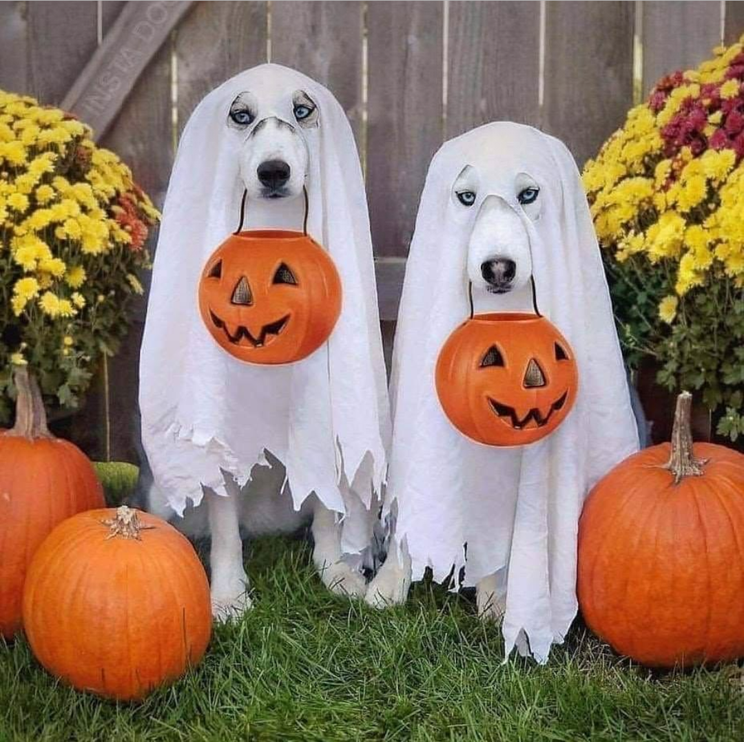 Perritos listos para pedir Halloween
