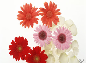 Beautiful Flowers Pictures
