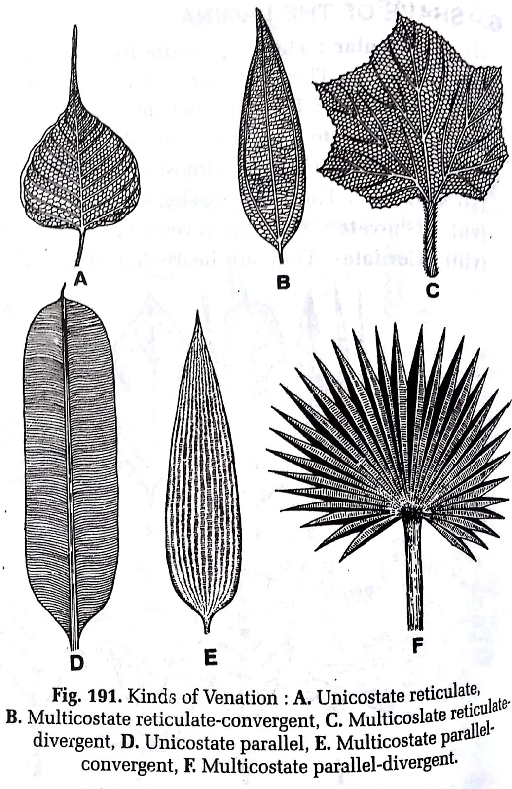 Botanica: MORPHOLOGY OF LEAF