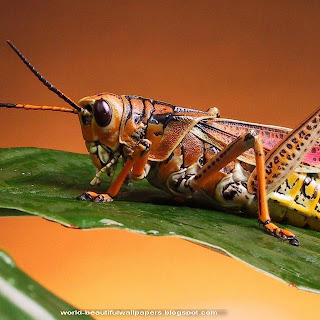 Beautiful Wallpapers: Grasshoppers Wallpaper