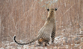 A healthy male spotted leopard has just spotted its prey at Tadoba Tiger Reserve, India