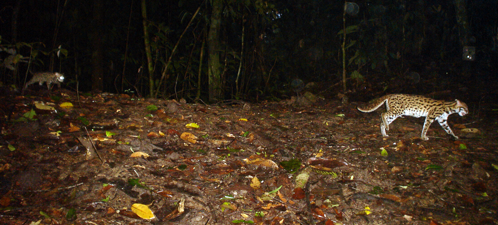 Bornean Clouded Leopard Programme: Are clouded leopards locally extinct
