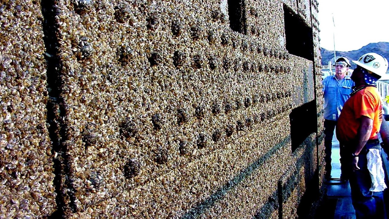 How To Remove Zebra Mussels From A Boat Boat Choices