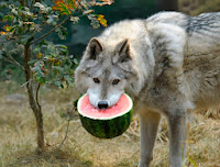wolf eating watermelon