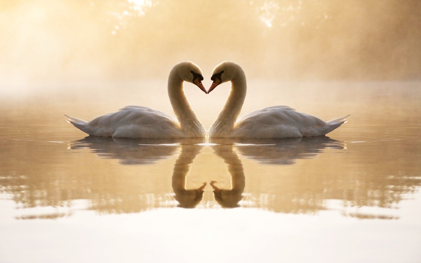 loving_swans-wide.jpg
