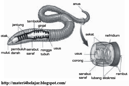 Penjelasan Lengkap Sistem Ekskresi Pada Binatang Invertebrata Cara Ampuh Memahami Matematika Dengan Mudah