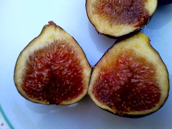 Figs Photo Collection Around the World VASILIKA MAVRA FIGs