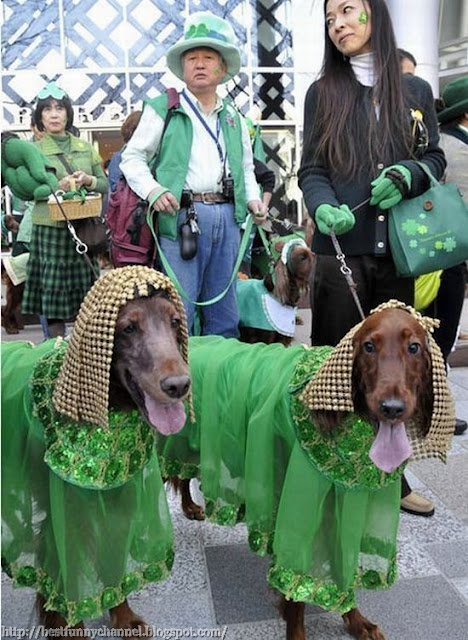Two funny dog dressed.