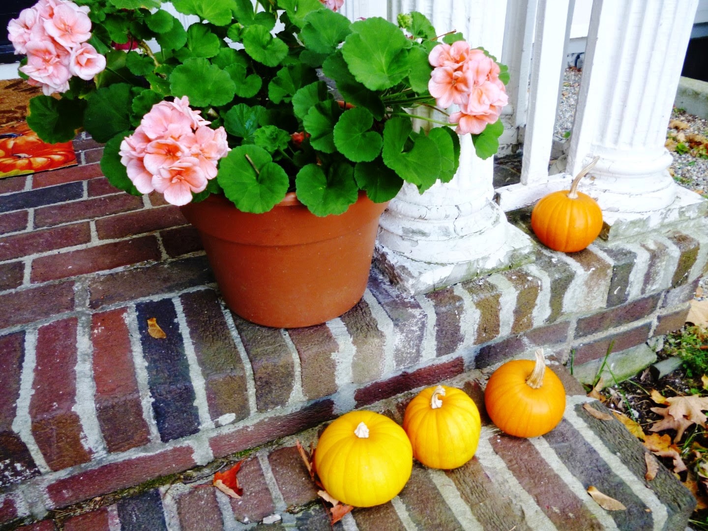 Writing Straight from the Heart Pastel SalmonColored Geraniums