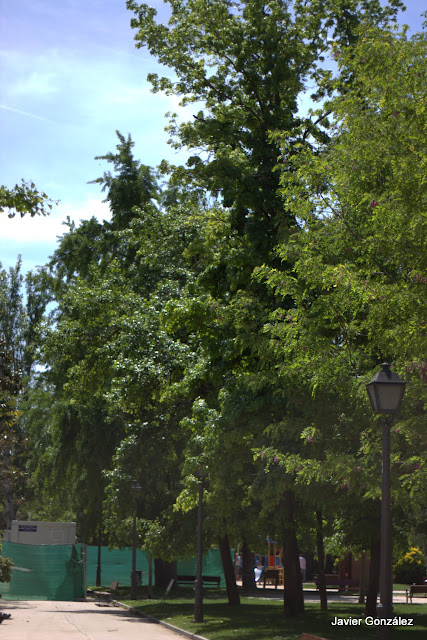 Parque del Retiro de Madrid. Itinerario 5.Jardines de Cecilio Rodríguez y Herrero Palacio