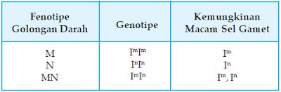 Hubungan antara Fenotipe Golongan Darah Sistem M N, Genotipe, dan Kemungkinan Macam Gamet