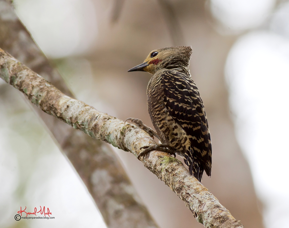 SOUTH EAST ASIA BIRDS Malaysia birds paradise Buffrumped Woodpecker