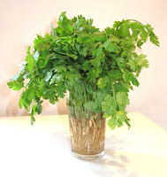 Cilantro - Europe Africa Asia | Coriandrum sativum annual herb in the family Apiaceae