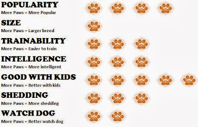 All about Dogs: Cavalier King Charles Spaniel Facts