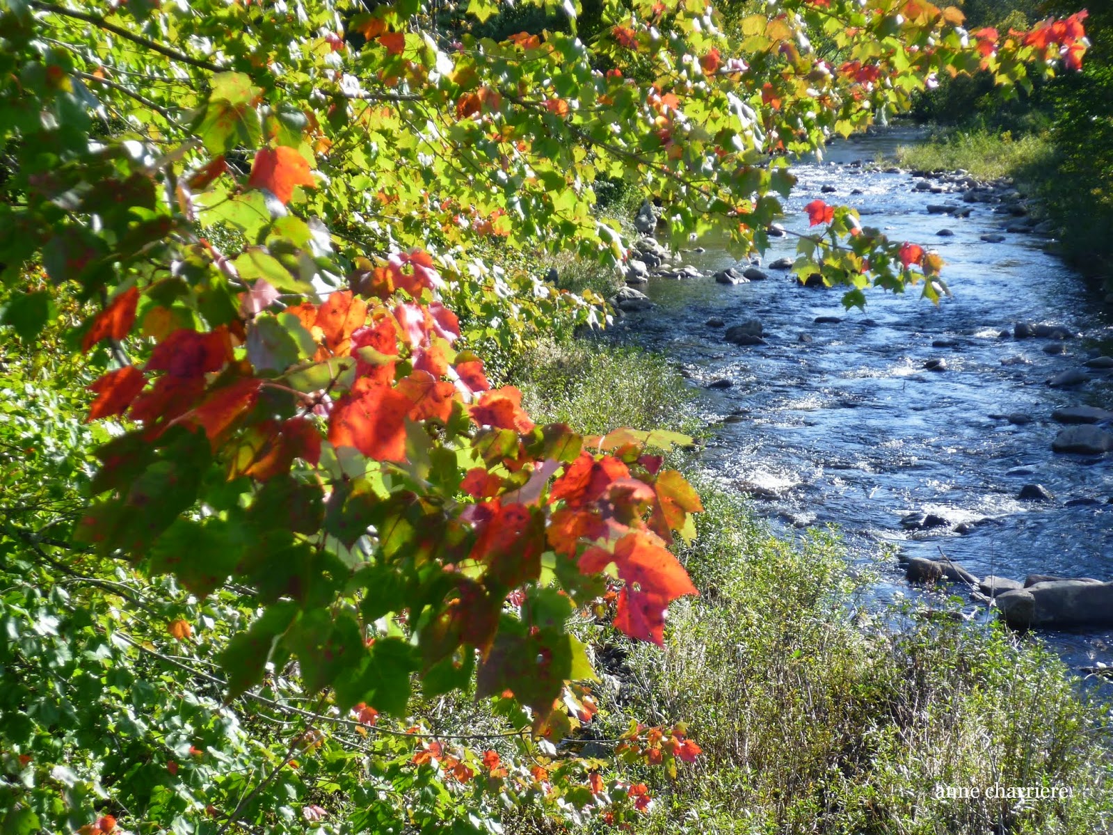 annecharriere.com, fall foliage, leaf color,