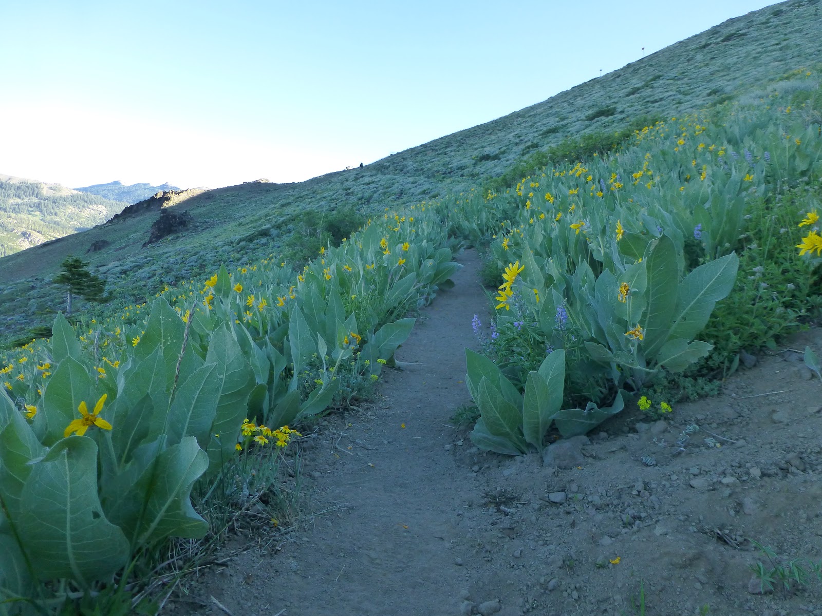Walking below the ridge, under Ward Peak