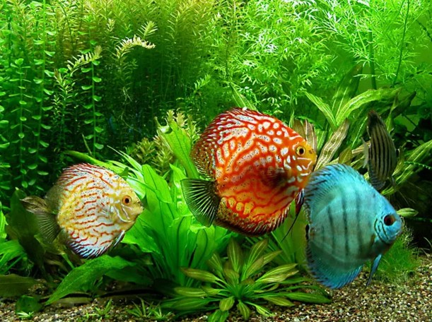 Freshwater aquarium fish that are easily maintained and most popular in ...