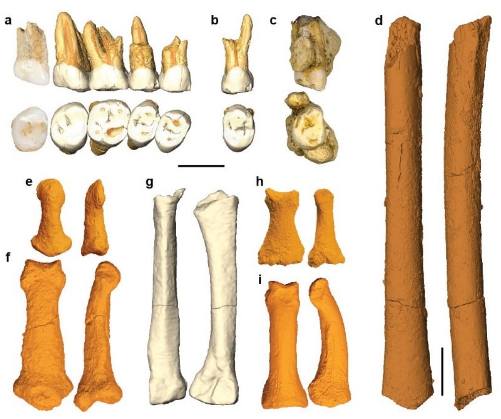 Fossil remains of Homo luzonensis from Late Pleistocene sediments at Callao Cave
