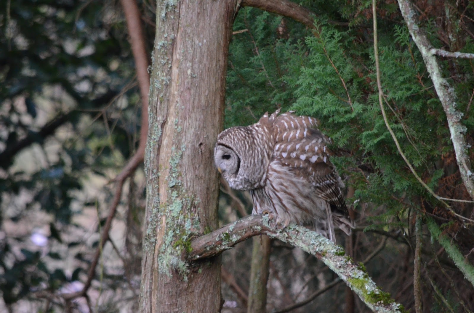 Shoreline Area News Barred Owls In An Lfp Backyard
