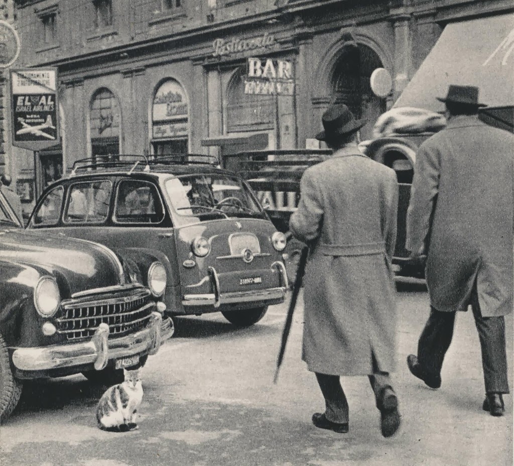 Vintage Photos of Cats From the 1950s Vintage Everyday