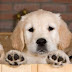 Mira nombres para cachorros macho o hembra