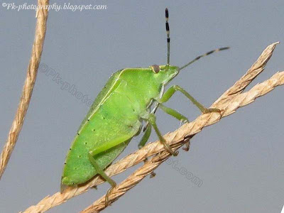 Green Stink Bug