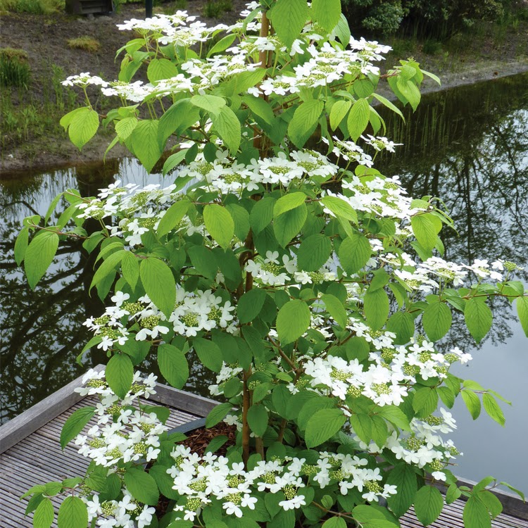 Viburnum P Kilimanjaro Sunrise Planta Del Ano En Chelsea