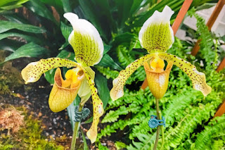Amazing Adaptations of Orchids - Smithsonian Gardens