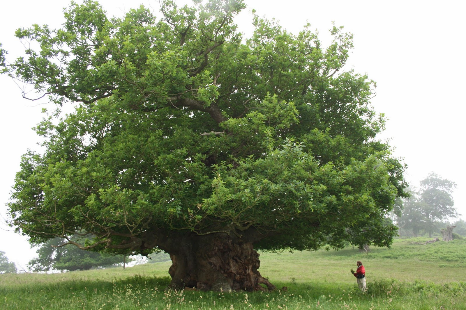 Trees Planet: Quercus petraea – Sessile Oak – Durmast Oak