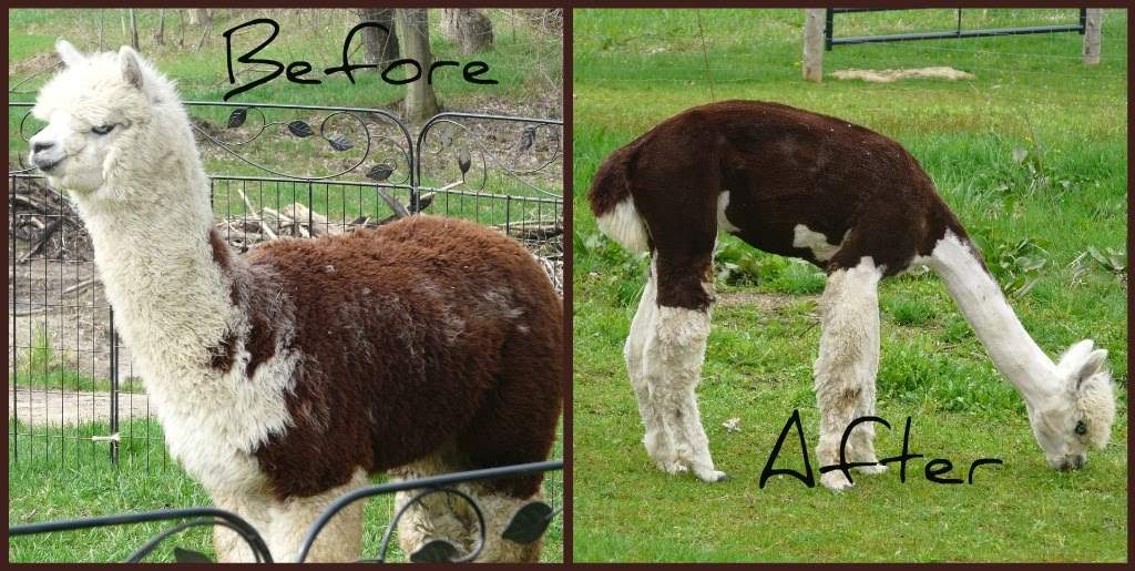 Tomorrow Farm Fiber Arts Crafty Friday 5/6 Alpaca Shearing