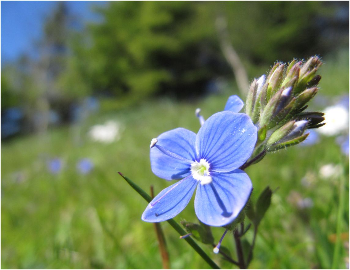 Islay Natural History Trust Wood Speedwell Port Charlotte
