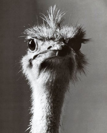 [nov-uhl-tee]: funny. ostrich story