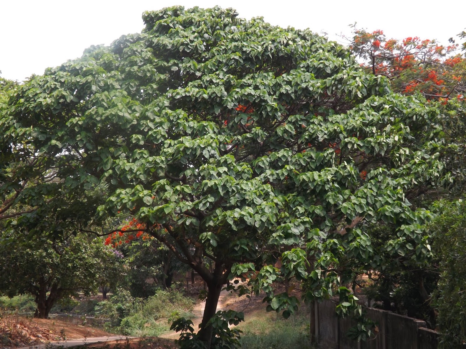 Chondona, Chandana, Macaranga peltata