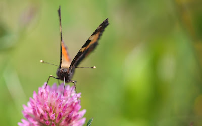 orange butterfly drinking nectar widescreen hd wallpaper