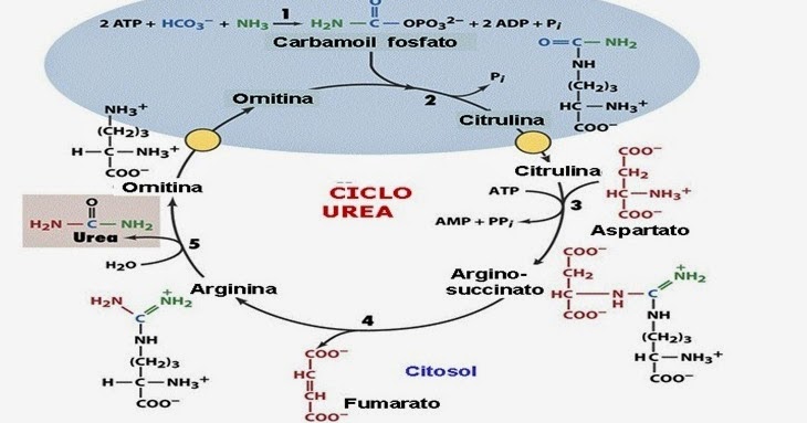 nutrição cerebral A - DietMed
