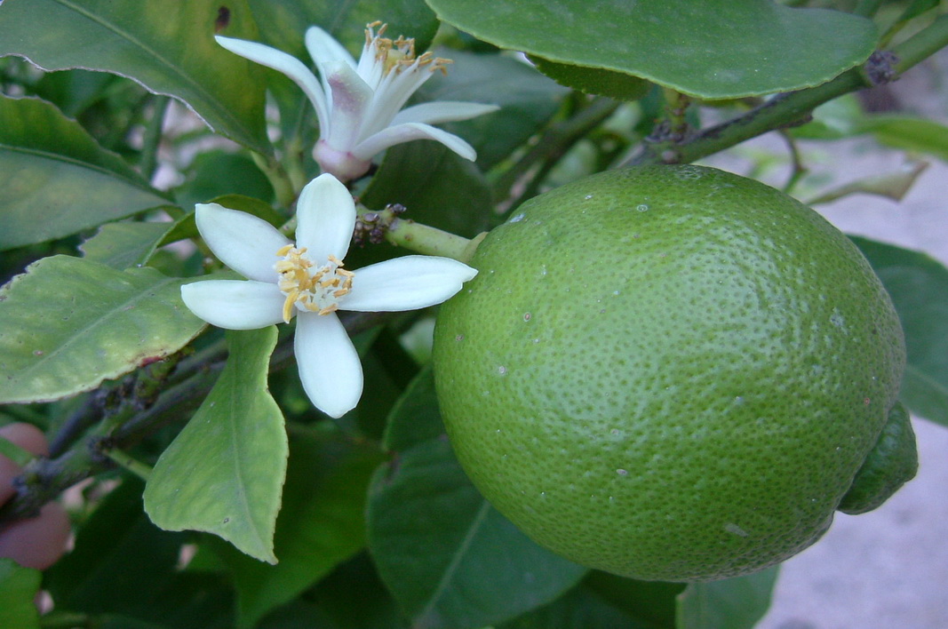32 Benefits of Lime (Citrus aurantifolia) for Health and Beauty